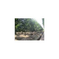 深山含笑苗木、深山含笑價(jià)格、深山含笑基地、深山含笑批發(fā)