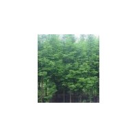 大量供應(yīng) 水杉