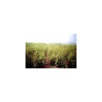 精品苗木、紅花木蓮苗木