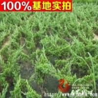 大量供應 地柏 鋪地柏又名爬地柏