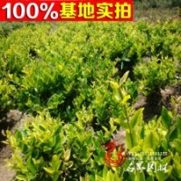 金森女貞球批發(fā)根系發(fā)達 成活率高