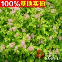 供應繡線菊小苗 日本繡線菊 珍珠繡線菊
