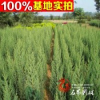綠化工程 側(cè)柏小苗 【松柏】