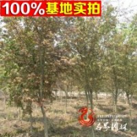 園林綠化喬木 雞爪槭 雞爪槭小苗