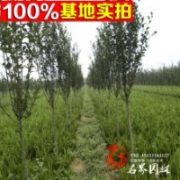 西府海棠 供應海棠小苗 綠化工程