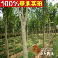 大葉女貞 大葉女貞樹 綠化樹木