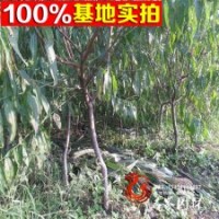套數(shù)基地特價供應(yīng)各規(guī)格 壽星桃