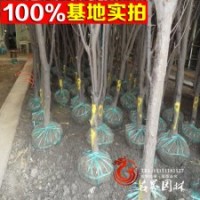 李子基地常年供應(yīng)【太陽李】