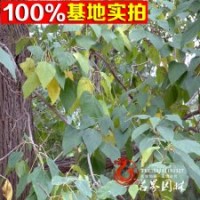 基地供應(yīng)楸樹楸樹苗楸樹工程苗