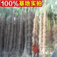 棕櫚 棕樹 棕櫚樹苗 庭院綠化樹