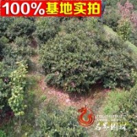 茶花 山茶 【茶花球】 苗圃基地直供