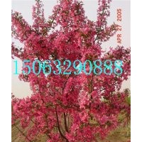 紅衣主教海棠接穗，紅衣主教海棠價格，臨沂北美海棠研究所