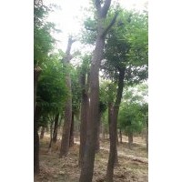 30公分皂角多少錢哪里有賣的