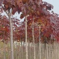紅葉白蠟、白蠟、彩葉苗木、萊州、接穗、小苗