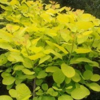 金葉黃櫨小苗批發(fā)彩葉苗綠化苗木供應(yīng)