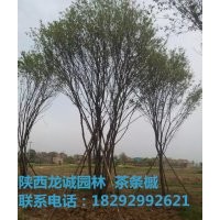 茶條槭