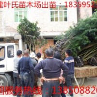 泉州茶花苗木 供應(yīng)泉州茶花樹木 福建葉氏苗木場(chǎng)出苗 泉州工程苗