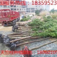 11公分天竺桂 供應(yīng)11公分天竺桂 11公分天竺桂供應(yīng)價(jià)格