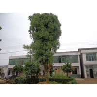 供應(yīng)23-25公分移植香樟樹，26公分-28公分精品香樟樹