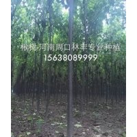 長(zhǎng)年供應(yīng)楸樹