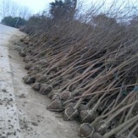 2015年烏桕價格