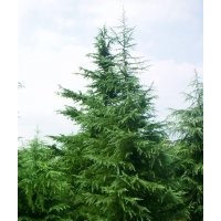 雪松.蜀檜.龍柏.（廣、白、紅、紫）玉蘭.紅葉石楠