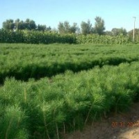 便宜臨沂80公分油松苗 批發(fā)臨沂80公分油松價格