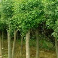 1—4年冠移栽種植國槐、白臘、速生白臘、欒樹