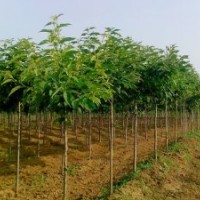 最新櫻花樹價格公布，李寬苗圃場提供