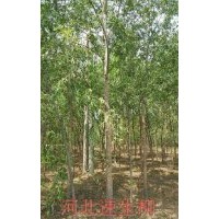 河北凱達(dá)低價供應(yīng)各種柳樹