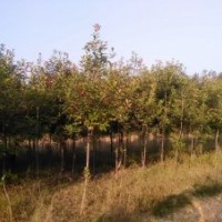 供應(yīng)出售球型紅葉石楠、單桿石楠、優(yōu)質(zhì)紅葉楊、優(yōu)質(zhì)櫻桃樹
