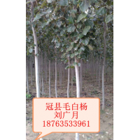 山東毛白楊的市場(chǎng)行情