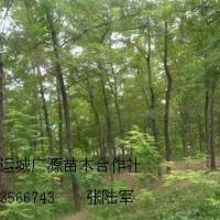 3、4公分刺槐樹低價優(yōu)惠供應(yīng)