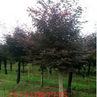 紅花繼木樁 紅桎木樹樁盆景 榆樹樹樁造型 多桿小葉女貞造型 多桿