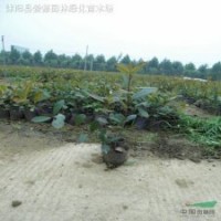 紅葉石楠容器苗側(cè)柏、金絲桃、海桐、石榴
