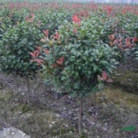 金邊黃楊、紅葉小波、小葉女貞、紅王子錦帶、紅葉石楠