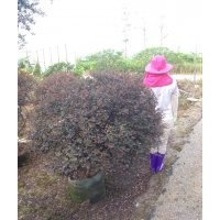 廣東省供應(yīng)紅繼木