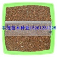 桉樹種子價(jià)格