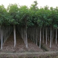 綠化苗木河北苗木白蠟白蠟價(jià)格白蠟規(guī)格白蠟報(bào)價(jià)國槐法桐白蠟