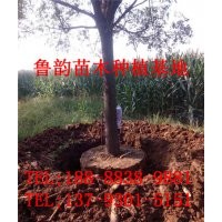 國槐樹、哪里有國槐樹、山東國槐樹價格