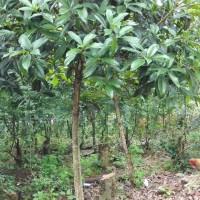 基地供應(yīng)金丹桂、茶花、南欒、杜英、樟樹(shù)、晚櫻花、紫薇