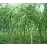 8、9公分垂柳大量低價(jià)優(yōu)惠供應(yīng)