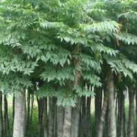大量提供湖南25公分移栽欒樹，大規(guī)格精品欒樹，多購多優(yōu)惠