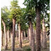 供應湖南24公分叢生欒樹，26cm移植欒樹，價格實惠
