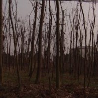 湖南15公分3米切桿欒樹，15公分移栽欒樹，3米殺頭精品欒樹