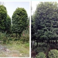 天竺桂，，，等您來(lái)購(gòu)