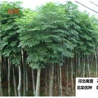 大量供應(yīng)小苗:垂柳小苗、金絲柳小苗、欒樹(shù)小苗