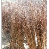 大量供應(yīng)小苗:合歡小苗、水杉小苗、紫葉李小苗