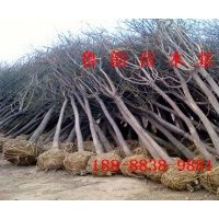 8公分國槐樹帶土球價格