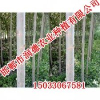 竹柳基地《邯鄲潤(rùn)德農(nóng)業(yè)》成活率高